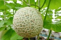 Melon or Cantaloupe fruits Japanese plant growing row in greenhouse organic