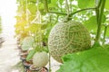 Melon or Cantaloupe fruits Japanese plant growing row in greenhouse organic tree garden farm.