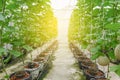 Melon or Cantaloupe fruits Japanese plant growing row in greenhouse organic tree garden farm.