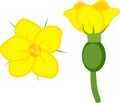 Yellow female flower of melon plant