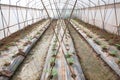 Melon crop in early stage