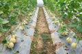 Melon crop in harvsting stage