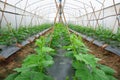 Melon crop in vegetative stage