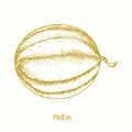 Melon ( Cucurbitaceae ) fruit. Ink yellow doodle drawing in woodcut style