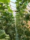 Melon cultivation with an arranged hydroponic system looks beautiful