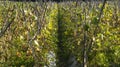 Melon cultivation, a fruit with good business value