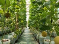 melon cultivation with a hydroponic system with cocopit media