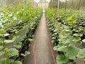 Melon cultivation using a hydroponic system looks very neat in rows