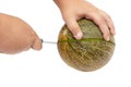 Melon is cut with a knife in hands on a white background Royalty Free Stock Photo