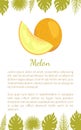 Melon Exotic Juicy Stone Fruit Vector Poster Text