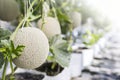 Melon farming in green house, organic fruit farming in Thailand