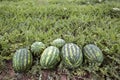 Melon field with heaps of ripe watermelons in summer