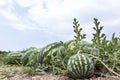 Melon field with heaps of ripe watermelons in summer