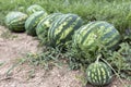 Melon field with heaps of ripe watermelons in summer
