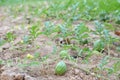 Melon field with heaps of ripe watermelons