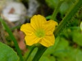 melon flower with their yellow color Royalty Free Stock Photo