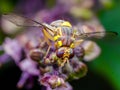 The melon fly is a fruit fly of the family Tephritidae. It is a serious agricultural pest. Used selective focus Royalty Free Stock Photo