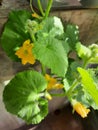 Melon Fruit Plant in bloom