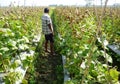 Melon fruit plantation