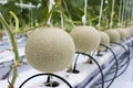 Melon fruits in (hydroponic) melon farm