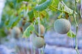 Melon in garden