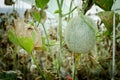 Melon in green house farm