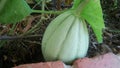 Melon growing organically