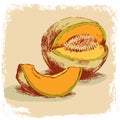 Melon hand drawn. illustration