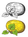 Melon illustration Royalty Free Stock Photo