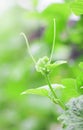 Melon leaf, melon plant growing in garden, growing melon seedlings on the farm Royalty Free Stock Photo