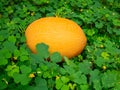 Melon in the middle of flowering herbaceous legume plants outdoors Royalty Free Stock Photo