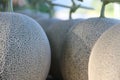 Melon, pattern and texture of melon.Cantaloupe melons on sale Royalty Free Stock Photo