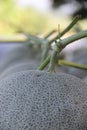 Melon, pattern and texture of melon.Cantaloupe melons on sale Royalty Free Stock Photo