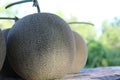 Melon, pattern and texture of melon.Cantaloupe melons on sale Royalty Free Stock Photo