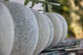 Melon, pattern and texture of melon.Cantaloupe melons on sale Royalty Free Stock Photo