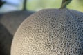 Melon, pattern and texture of melon.Cantaloupe melons on sale Royalty Free Stock Photo