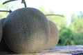 Melon, pattern and texture of melon.Cantaloupe melons on sale Royalty Free Stock Photo