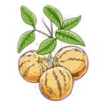 Melon pear watercolor sketch