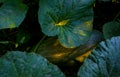 Melon plant buds and melons Royalty Free Stock Photo