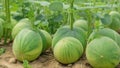 melon plant. cantalope farming using bamboo blades to propagate plants.