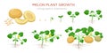 Melon plant growing stages from seeds, seedling, flowering, fruiting to a mature plant with ripe melons - set of