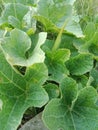 melon plant leaves creeping along the ground