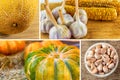 Melon and pumpkin collage vegetable garlic with corn, garlic autumn design vintage
