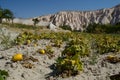 Melon / pumpkin garden in cappadocia II Royalty Free Stock Photo