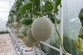 Melon closeup detail fruit art Royalty Free Stock Photo