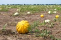 Melon ripened on a farm field. Healthy eating. Autumn harvest, juicy and ripe yellow melons Royalty Free Stock Photo