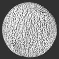 Melon skin texture close up. Round silhouette. Cracked peel structure. Vector monochrome black and white background Royalty Free Stock Photo
