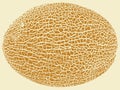 Melon skin texture close up. Round silhouette. Cracked peel structure. Vector yellow background Royalty Free Stock Photo