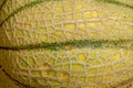 Melon skin texture close up. Summer background. Royalty Free Stock Photo