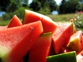 Melon in the sun